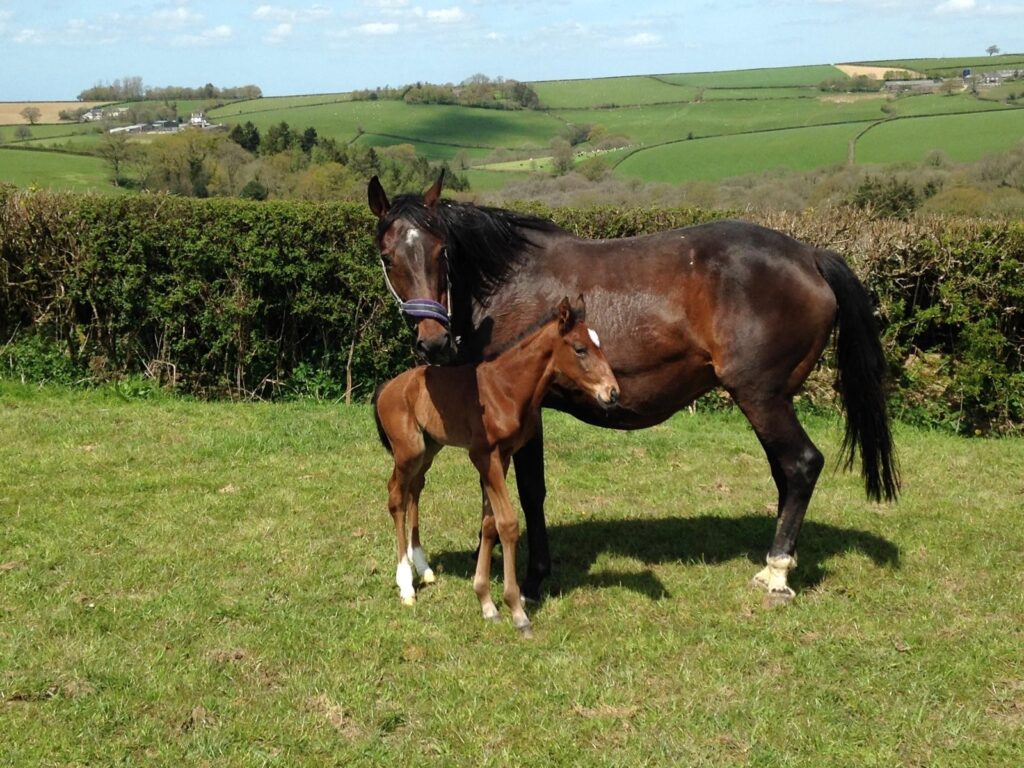 Trelawne as a foal